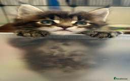 Maine Coon cats for sale: GCCF reg Maine Coon Kittens Stunning Tabby litter - Image 7
