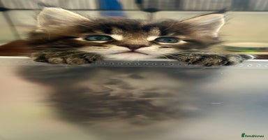 Maine Coon cats - Advert 5
