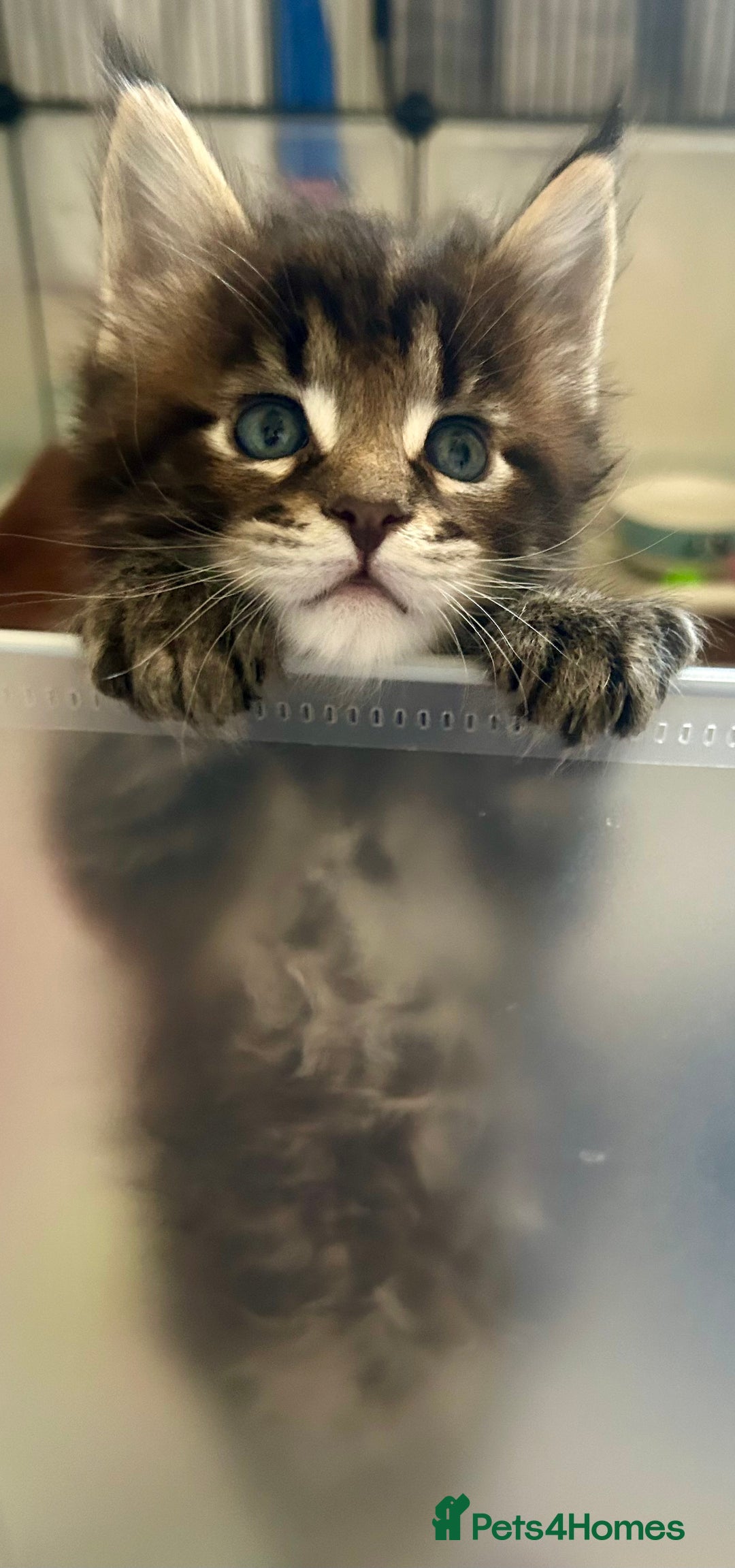 Maine Coon cats for sale: GCCF reg Maine Coon Kittens Stunning Tabby litter - Image 7