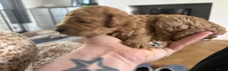 Mixed Breed dogs for sale: Adorable puppies looking for five star homes! in Machynlleth - Advert 8