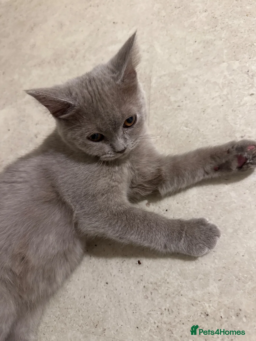 British Shorthair cats for sale: 1 female Kitten in Dartford - Advert 5