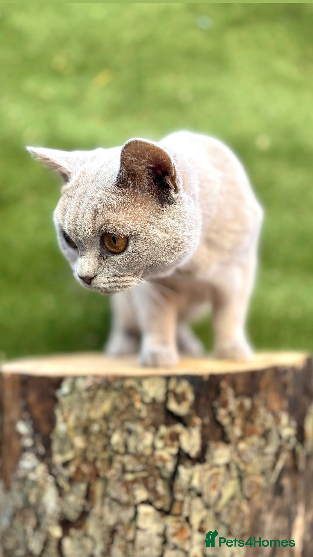 British Shorthair cats for sale: Two female British shorthairs - Image 11