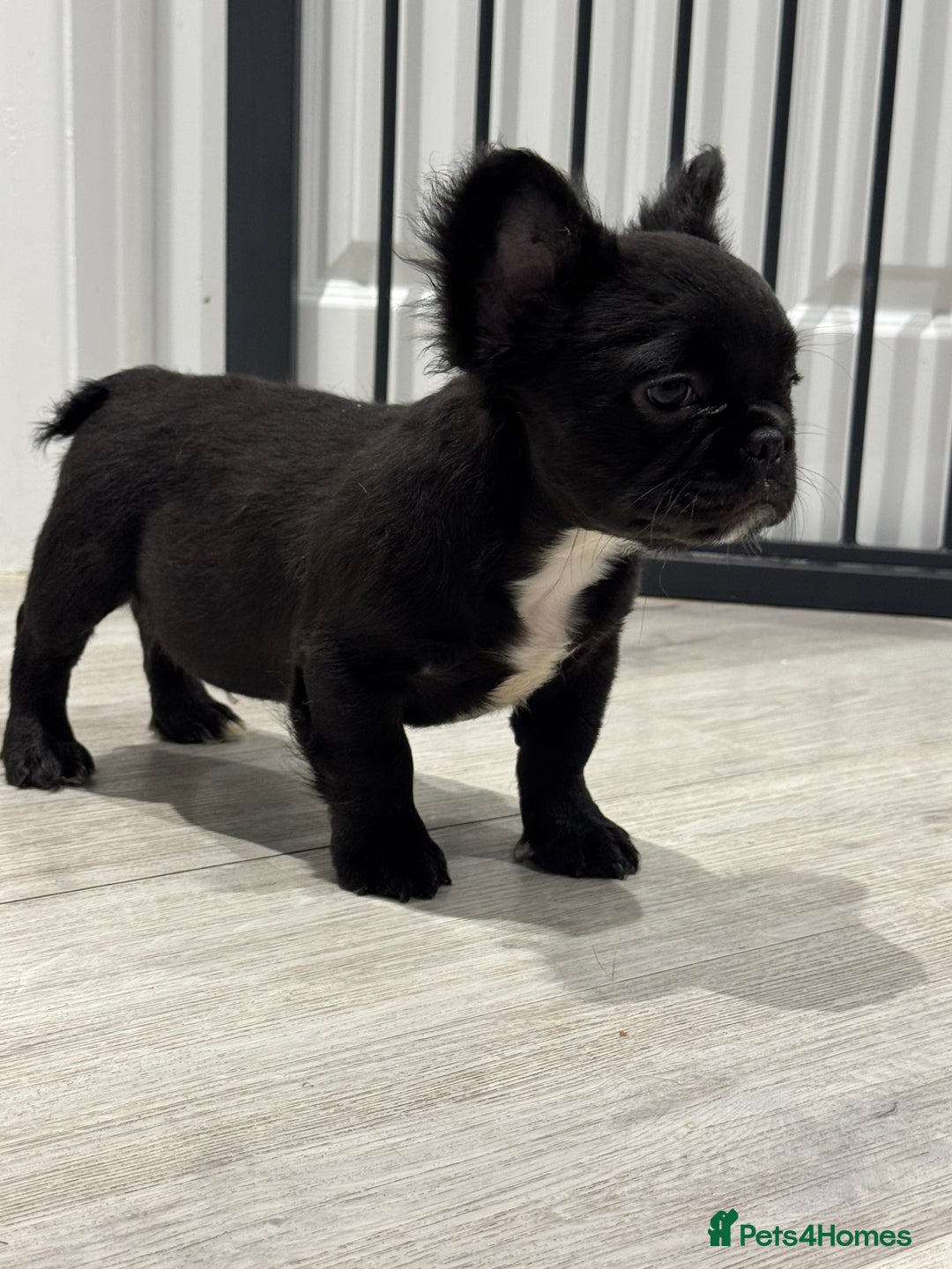 French Bulldog dogs for sale: Beautiful French Bulldogs Males  - Advert 12