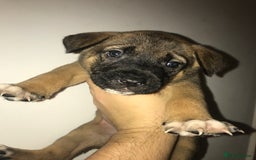 Mixed Breed dogs for sale: Cane corso x American akita cross(READY TO LEAVE) - Image 5