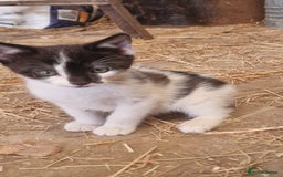 Mixed Breed cats for sale: Black & White Female kitten - Image 4