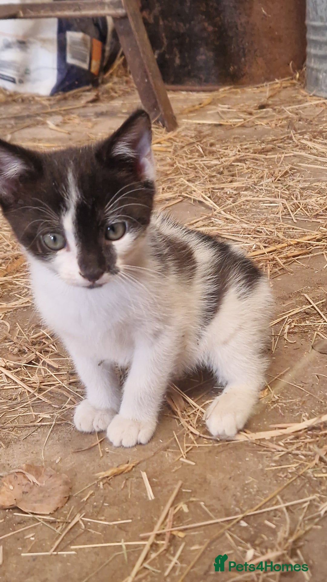 Mixed Breed cats for sale: Black & White Female kitten - Image 4