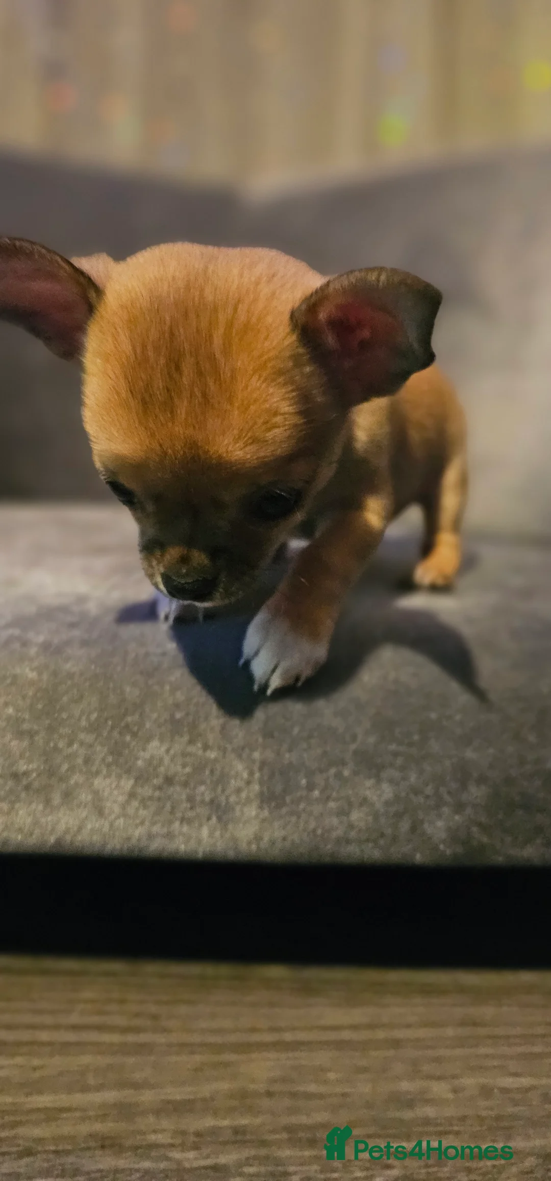Chihuahua dogs for sale: Chiuahuah pups......lilac merle, fawn, white brown - Advert 19