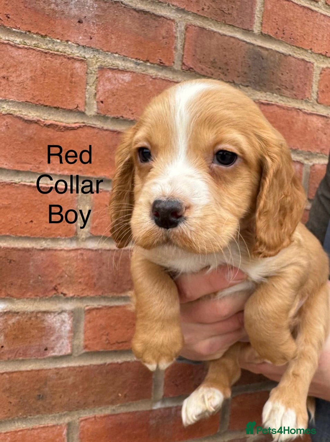 Cocker Spaniel dogs for sale: KC Reg & Health Tested Working Cocker Spaniels - Advert 12