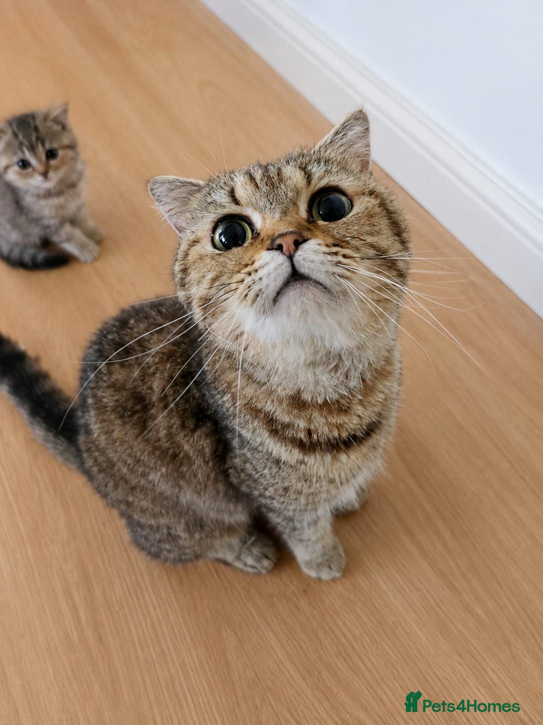 British Shorthair cats British shorthair kittens ready to leave - Advert 2