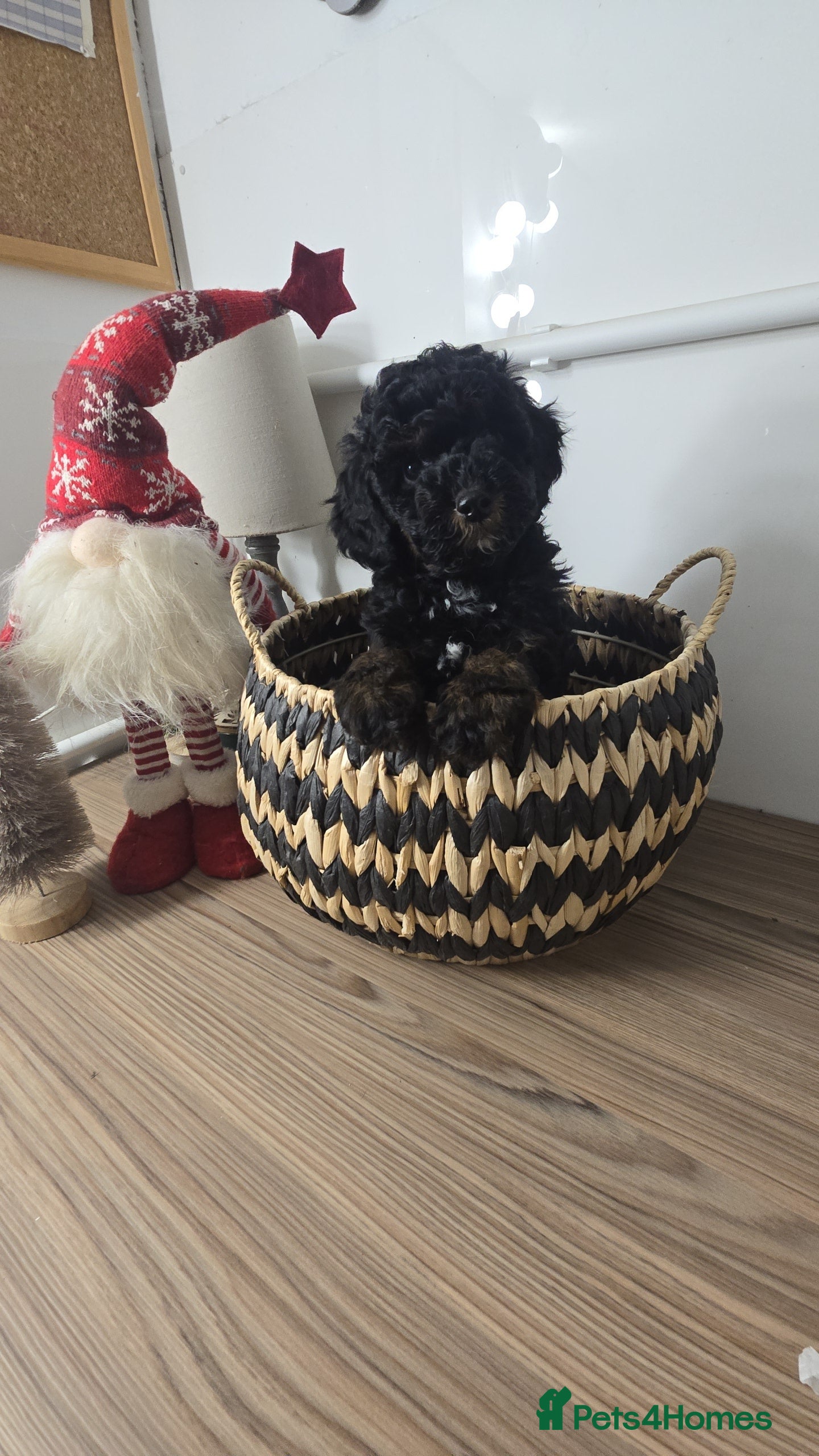 Toy Poodle dogs Toy Sized Poodles - Ready now - Advert 1