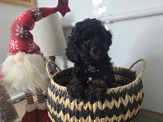 Toy Poodle dogs Toy Sized Poodles - Ready now - Advert 1