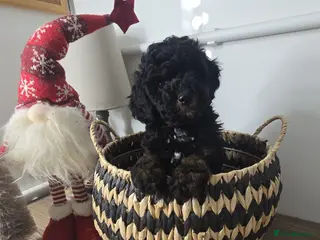 Toy Poodle dogs Mini merle Poodles - Ready now - Advert 3