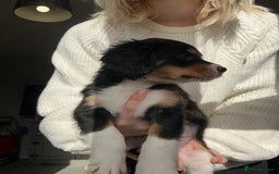 Mixed Breed dogs for sale: Borderlier puppy  - Image 2
