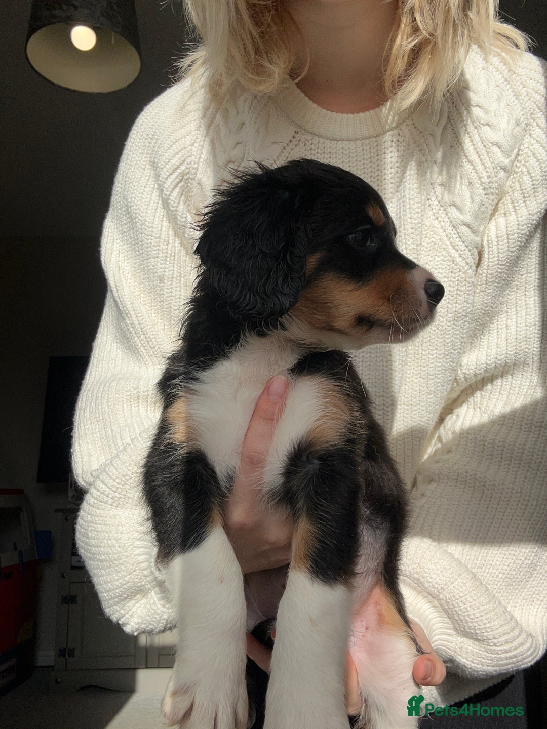 Mixed Breed dogs for sale: Borderlier puppy  - Image 2