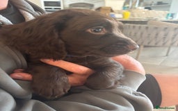 Cocker Spaniel dogs for sale: 3 boys left - Outstanding working cocker spaniels - Image 5