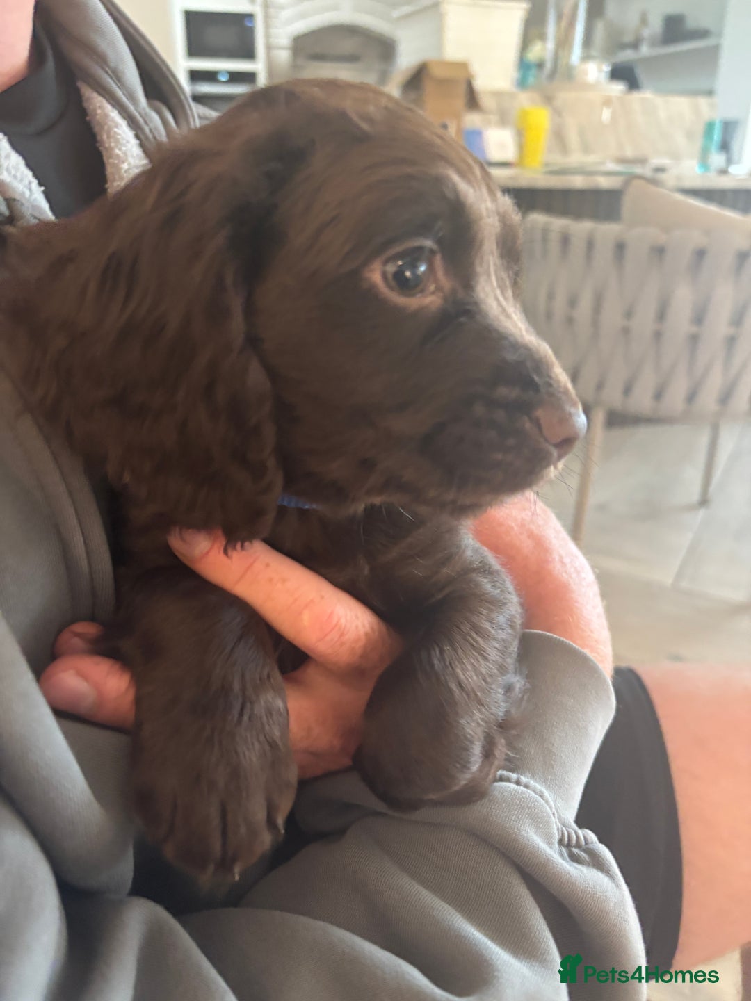 Cocker Spaniel dogs for sale: 3 boys left - Outstanding working cocker spaniels - Image 5