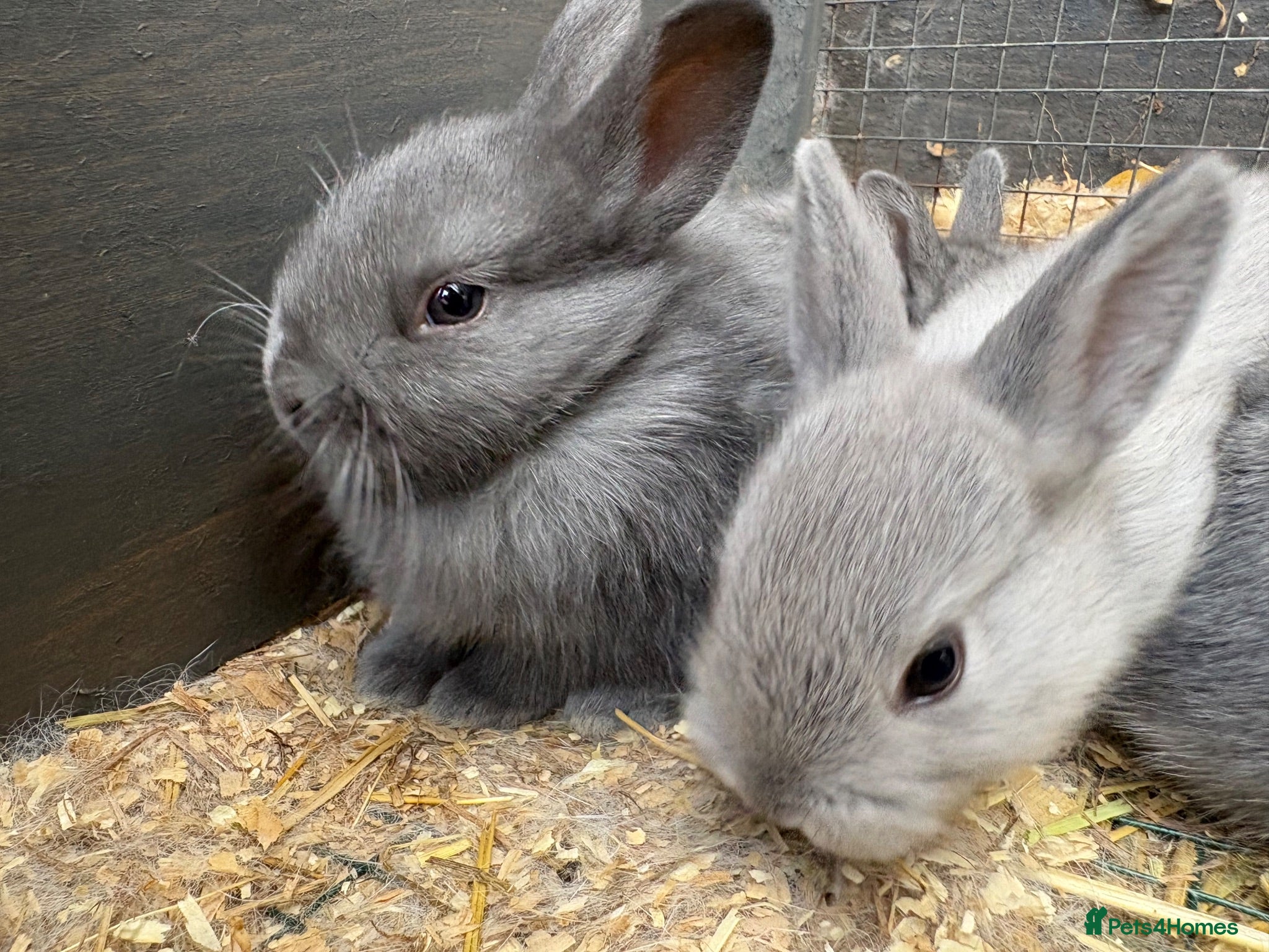 Netherland Dwarf rabbits Netherland dwarf x Rex  - Advert 2