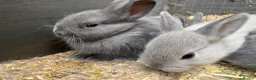Netherland Dwarf rabbits for sale: Netherland dwarf x Rex  - Advert 1
