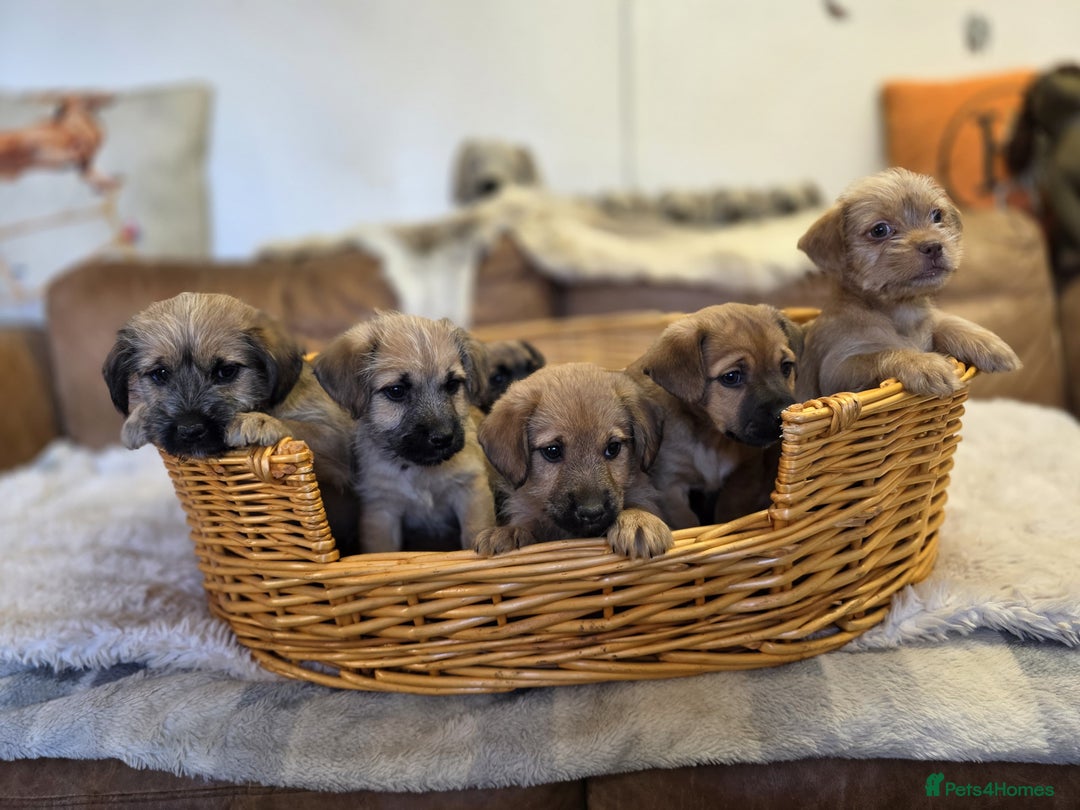 Jack Russell dogs for sale: Beautiful types of broken coated and smoothed  - Image 16