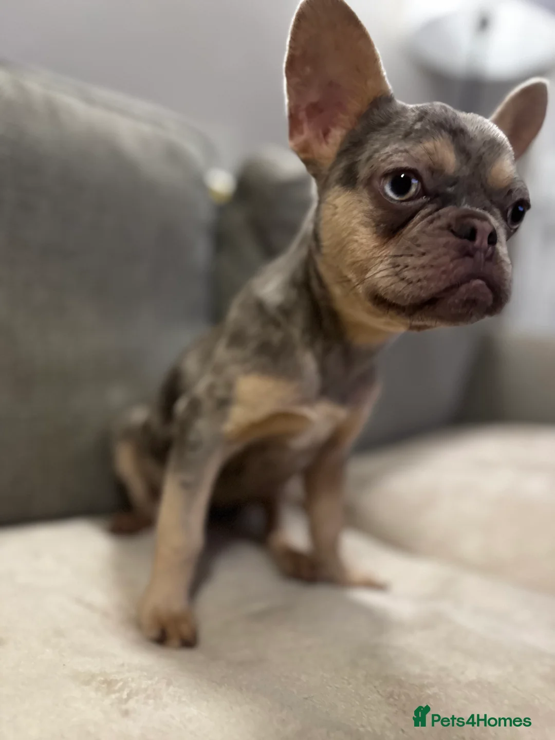 French Bulldog dogs for sale: Merle French Bulldog Female - Advert 5