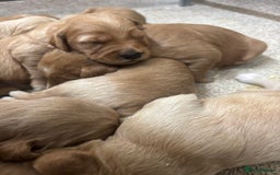 Mini Goldendoodle dogs for sale: F1 miniature Goldendoodle puppies. - Image 3