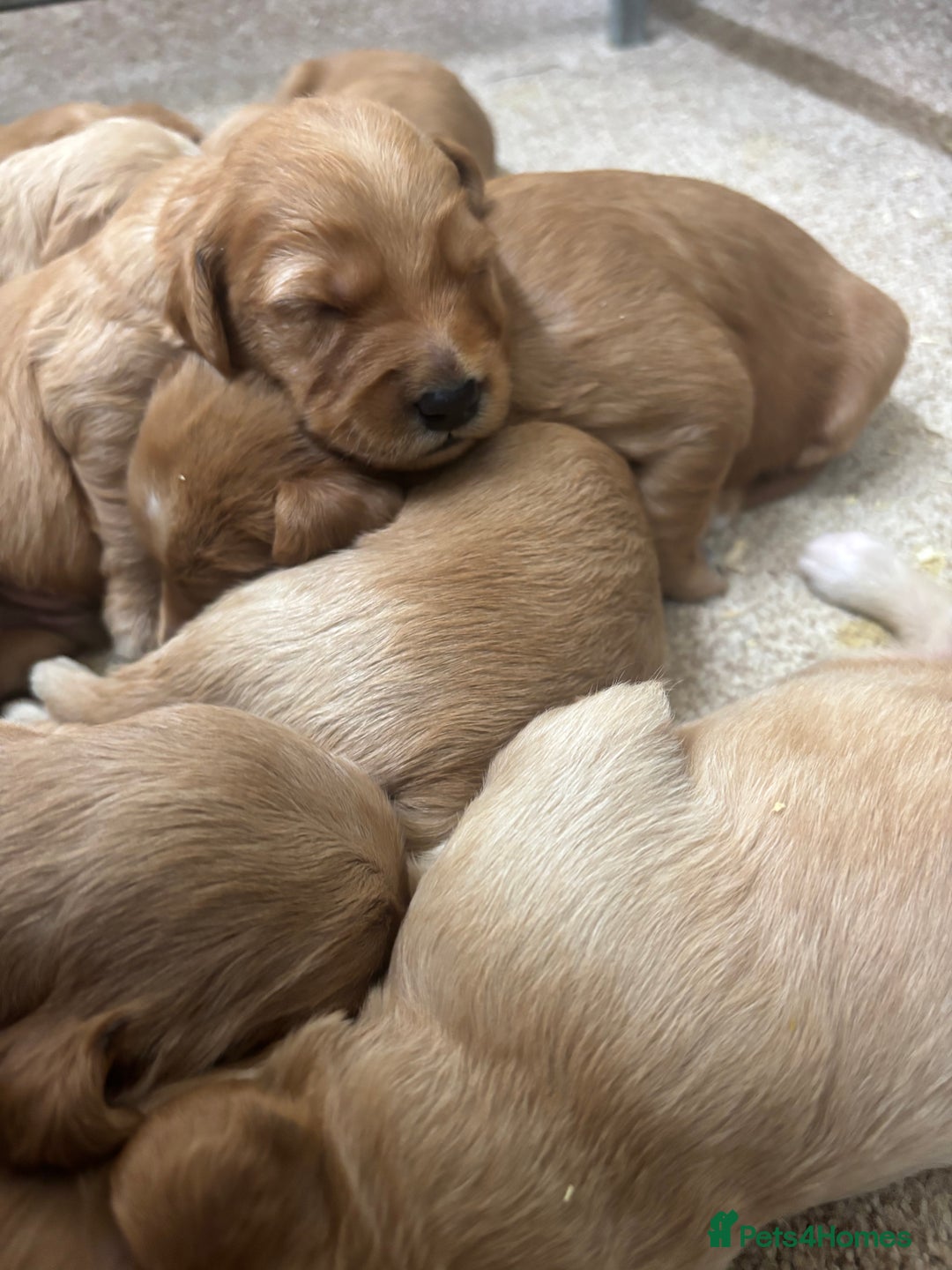 Mini Goldendoodle dogs for sale: F1 miniature Goldendoodle puppies. - Image 3