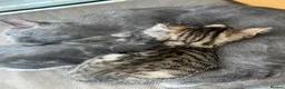 Mixed Breed cats for sale: British short hair/bengal tabby kitten - Advert 10