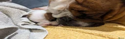 English Bulldog dogs for sale: ✨ ELITE UK BULLDOG PUPPIES AVAILABLE 🚨🏆 - Advert 6