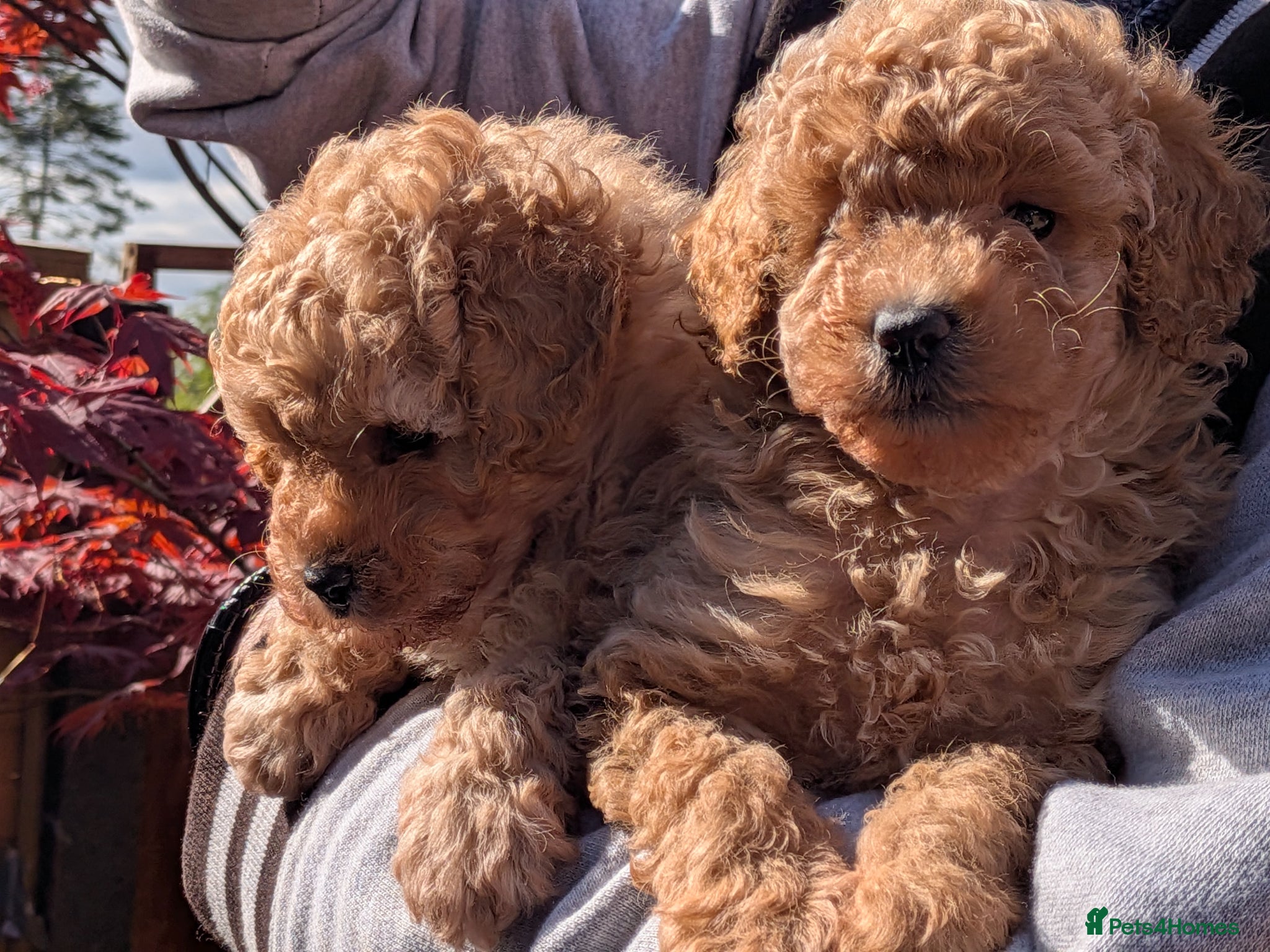 Toy Poodle dogs Stunning K.C Registered Toy Poodle Puppies - Advert 2
