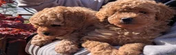 Toy Poodle dogs for sale: Stunning K.C Registered Toy Poodle Puppies - Advert 3