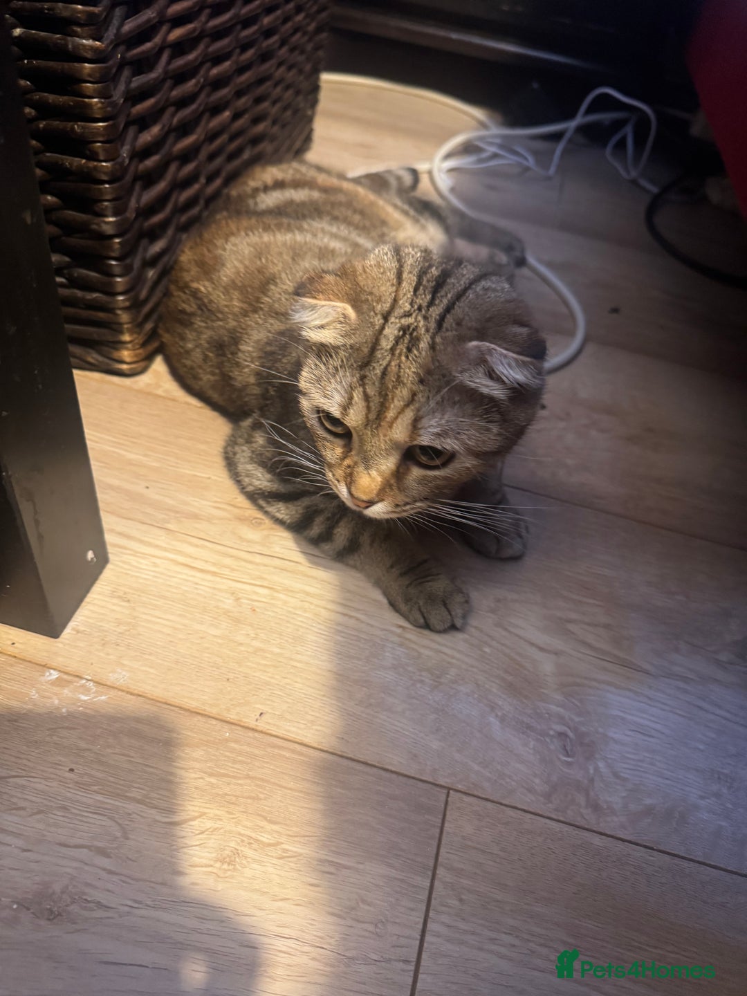 Scottish Fold cats for sale: Scotish Fold Kittens for sale 🐱 - Image 6