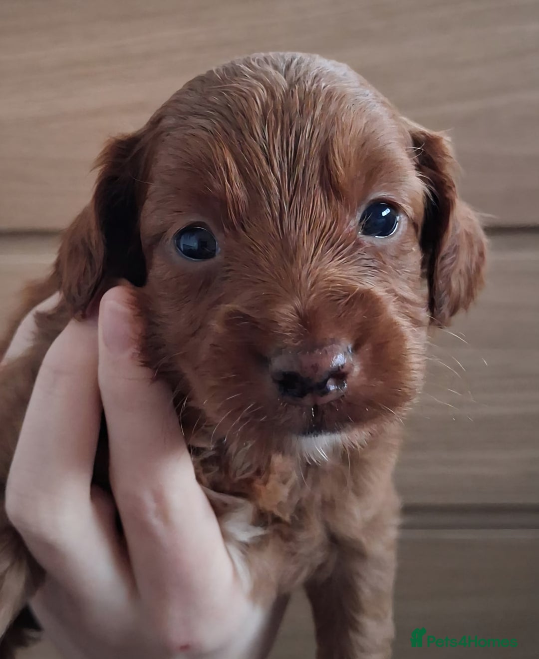 Cockapoo dogs for sale: ** ADORABLE COCKAPOO PUPPIES ** - Advert 6