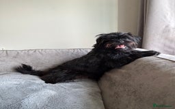 Mixed Breed dogs for sale: Pug x toy poodle - Image 4