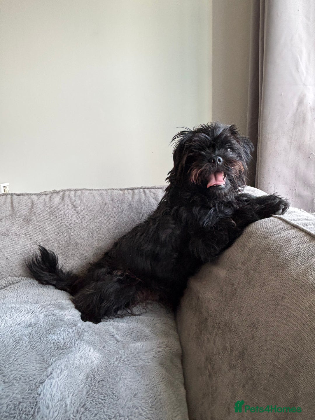 Mixed Breed dogs for sale: Pug x toy poodle - Image 4