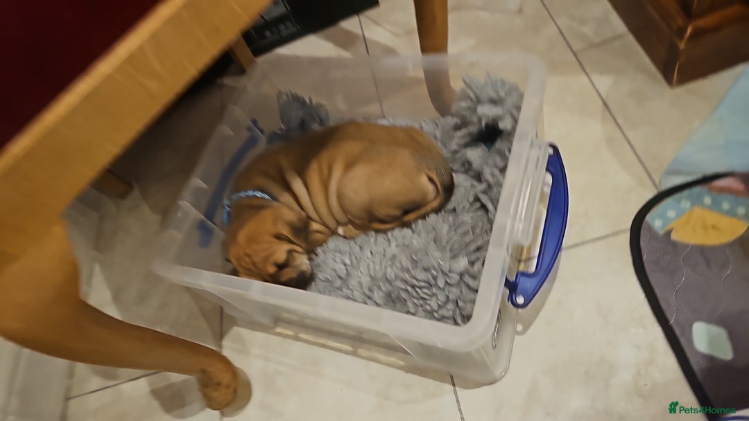 Mixed Breed dogs for sale: Baby bullmastiffs x - Advert 4
