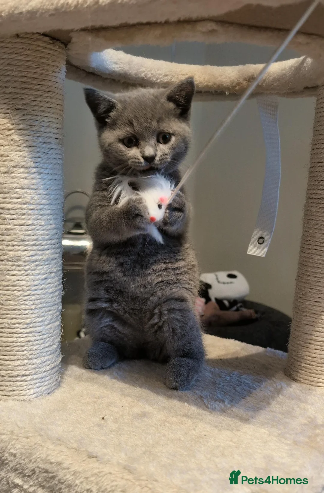 British Shorthair cats for sale: ❤️❤️Stunning GCCF Beautiful BSH kittens ❤️❤️  - Advert 2