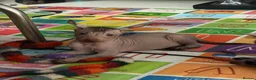Mexican Hairless dogs for sale: NEW intermediate naked boy 2000 read the advert. - Advert 11