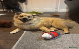 Mixed Breed dogs for sale: Pomeranian cross - Image 1