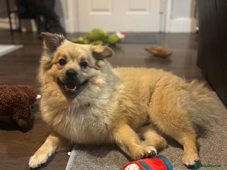 Mixed Breed dogs - Advert 10