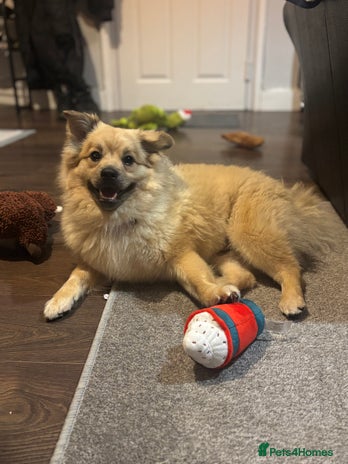 Mixed Breed dogs - Advert 2