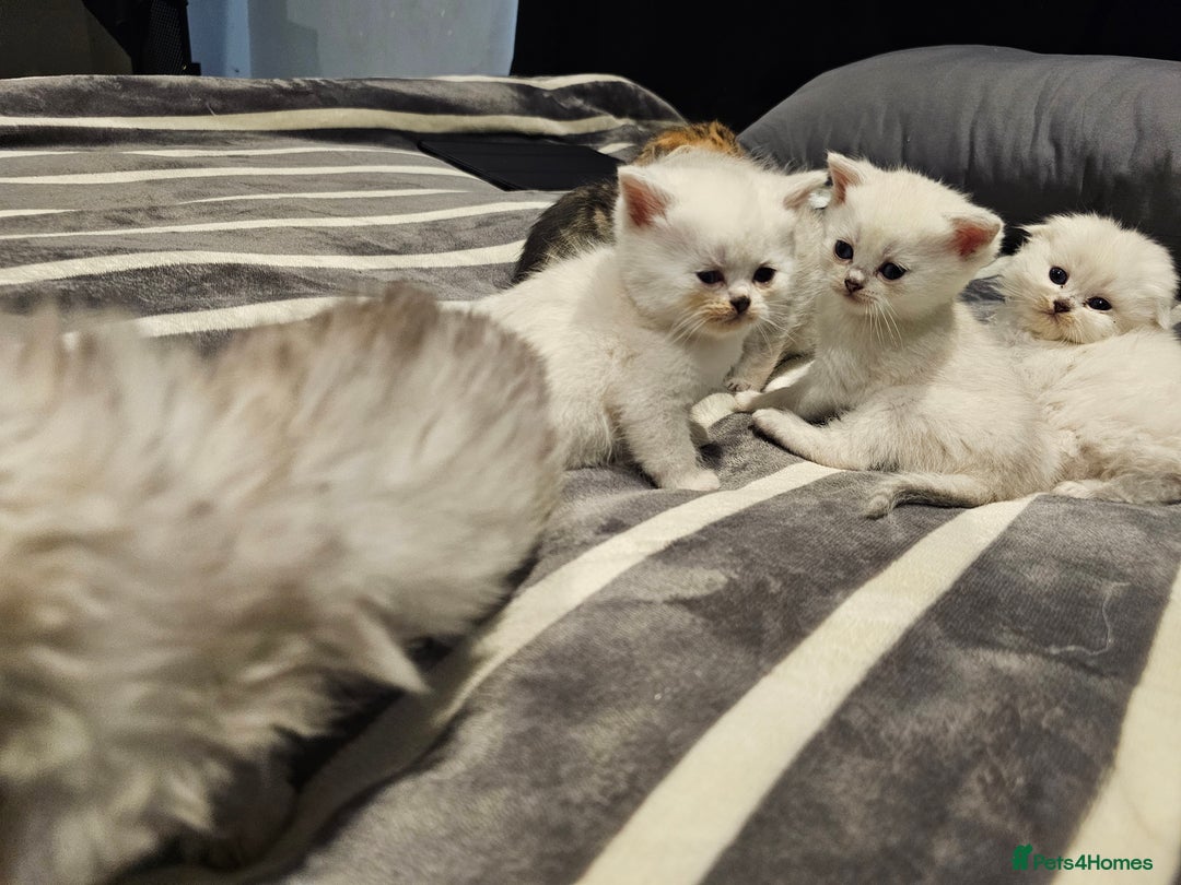 Scottish Fold cats for sale: Stunning scottish folds - Advert 7