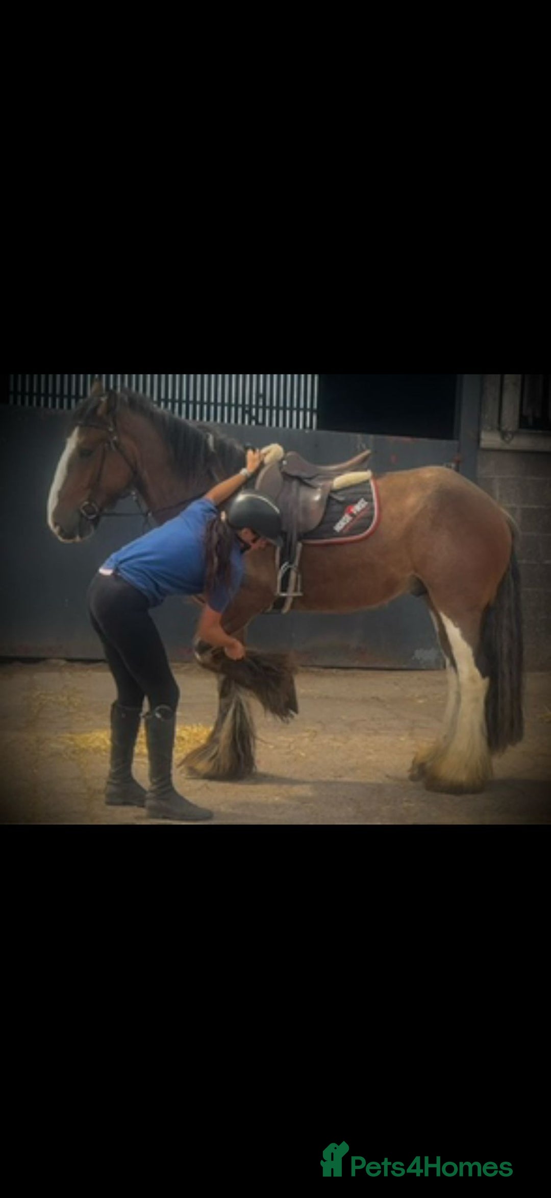Irish Cob horses for sale: Liam the super cob - Image 6