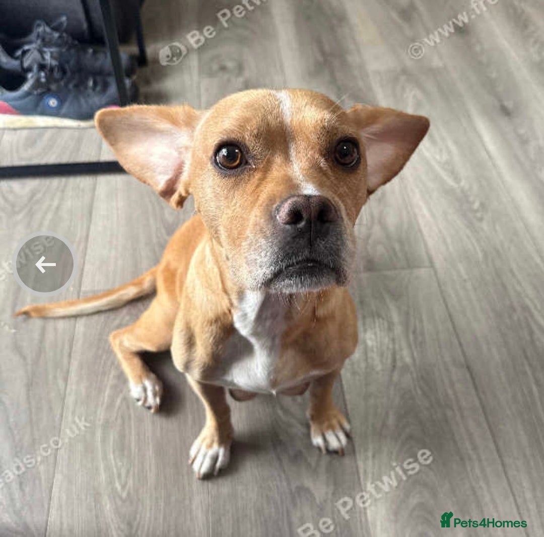 Mixed Breed dogs for sale: French bulldog x spaniels  - Image 4