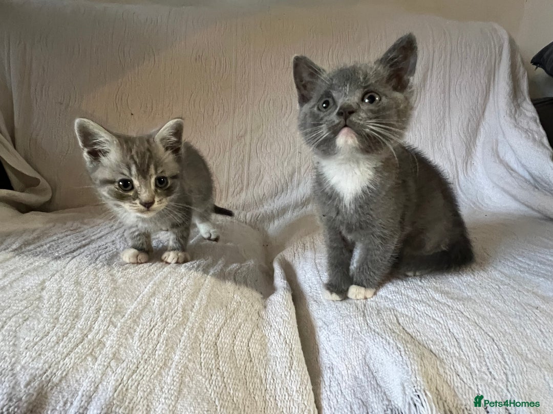 British Shorthair cats for sale: British shorthair kittens  - Image 21