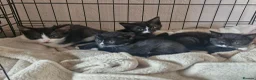 British Shorthair cats for sale: 3 beautiful kittens all black and white in colour - Advert 9
