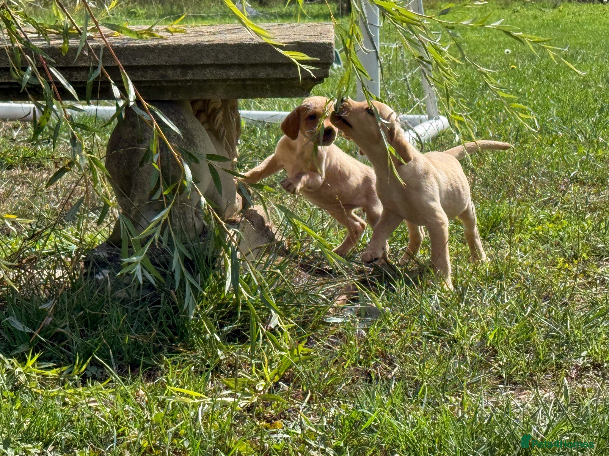 Labrador Retriever dogs Beautiful Yellow and Black KC Puppys - Advert 2