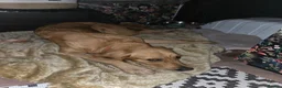 Golden Retriever dogs for sale: Golden retriver female  - Advert 3