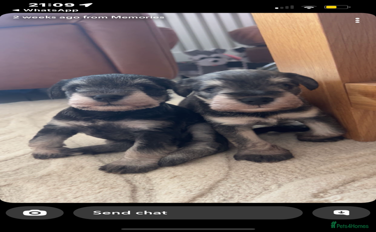 Miniature Schnauzer dogs - Advert 2
