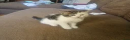Mixed Breed cats for sale: Special little girly  - Advert 8