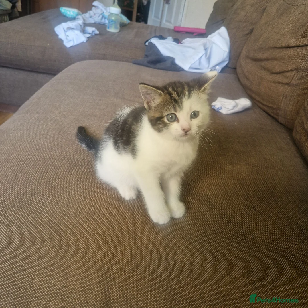 Mixed Breed cats for sale: Special little girly  - Advert 8